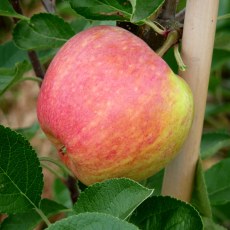 Apple James Grieve Apple James Grieve