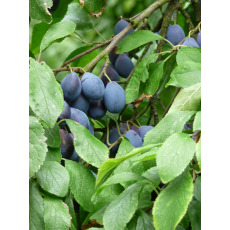 Shropshire Damson Shropshire Damson