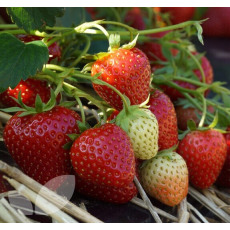 Strawberry Allegro - 10 Runners Bare Root Strawberry Allegro - 10 Runners Bare Root
