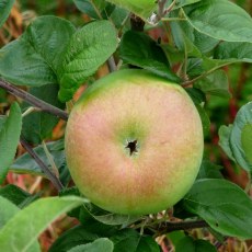 Apple Peasgoods Nonsuch Apple Peasgoods Nonsuch