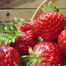 Strawberry Elsanta - 10 Runners Bare Root Strawberry Elsanta - 10 Runners Bare Root