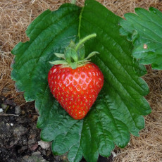 Strawberry Marshmello - 10 Runners Bare Root Strawberry Marshmello - 10 Runners Bare Root