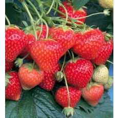 Strawberry Symphony - 10 Runners Bare Root Strawberry Symphony - 10 Runners Bare Root