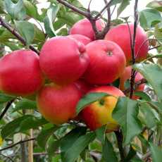 Apple Red Falstaff Apple Red Falstaff