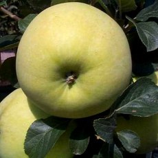 Apple Rev.W.Wilks Apple Rev.W.Wilks