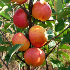 Apple Sunset Apple Sunset