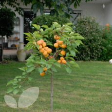 Apricot Compacta - 2 Year Bush 12 Litre Apricot Compacta - 2 Year Bush 12 Litre