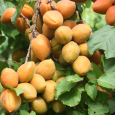 Apricot Petit Muscate Apricot Petit Muscate