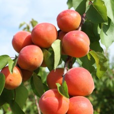 Apricot Tomcot Apricot Tomcot