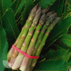 Asparagus Aspalim F1 Hybrid Asparagus Aspalim F1 Hybrid