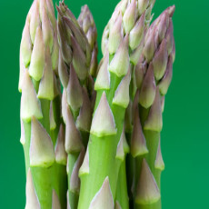 Asparagus Backlim F1 Hybrid Asparagus Backlim F1 Hybrid