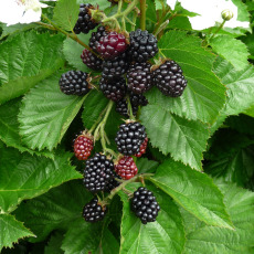 Blackberry Helen Blackberry Helen