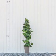 Blackberry Helen Blackberry Helen