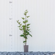 Blackberry Navaho Bigandearly Blackberry Navaho Bigandearly