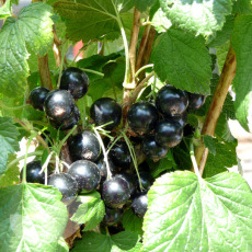 Blackcurrant Ben Connan Blackcurrant Ben Connan