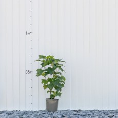 Blackcurrant Ben Lomond Blackcurrant Ben Lomond