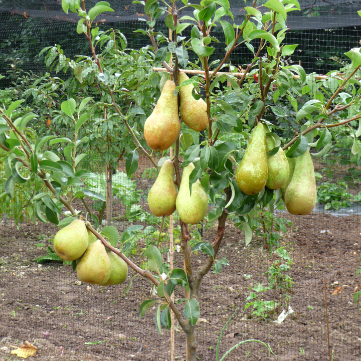Family Pear