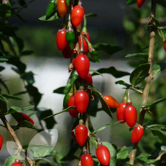Goji Berry