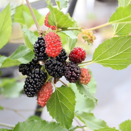 Mulberry Morus MojoBerry