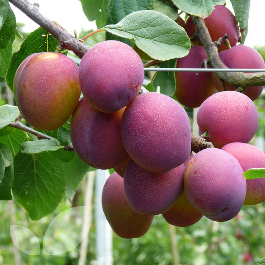 Plum Jubilee