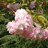 Prunus Pink Perfection