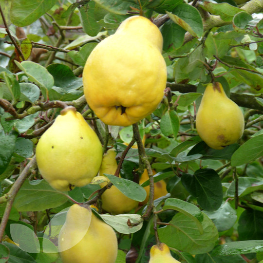 Quince Meeches Prolific