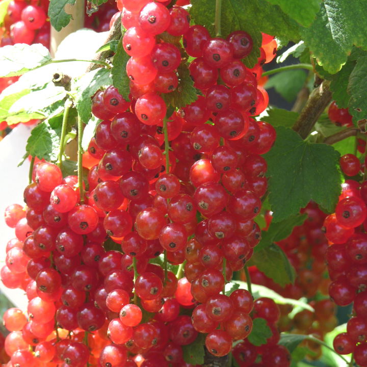 Redcurrant JVT
