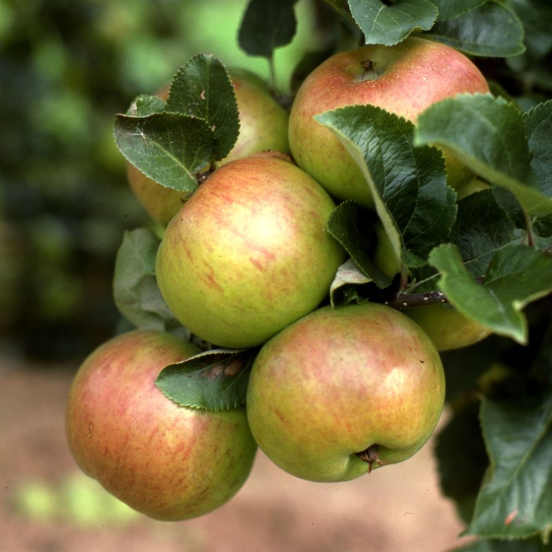 Apple Annie Elizabeth