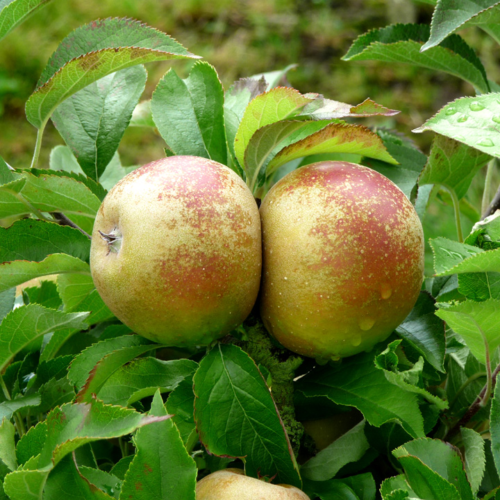 Apple Egremont Russet