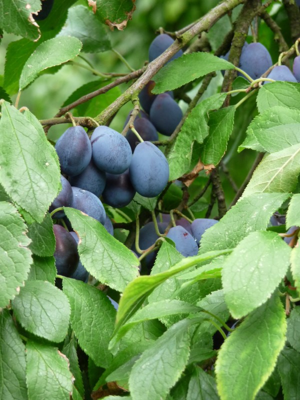 Damson Shropshire Prune