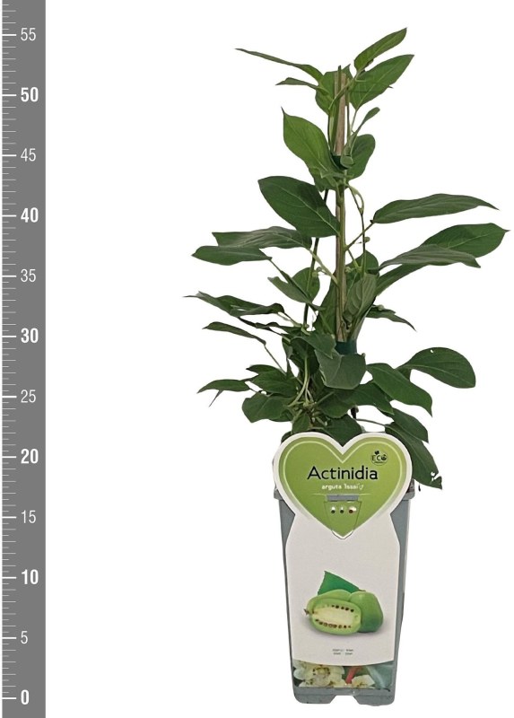 Kiwi Actinidia Issai