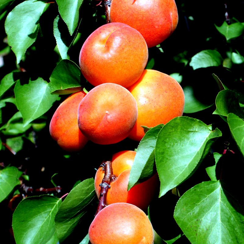 Apricot Early Moorpark