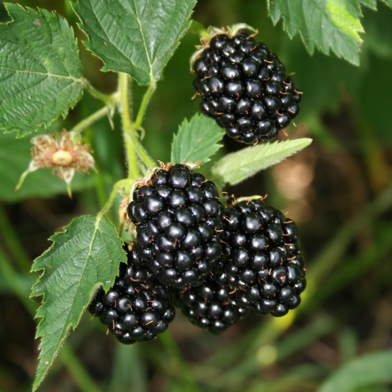 Blackberry Bigandearly