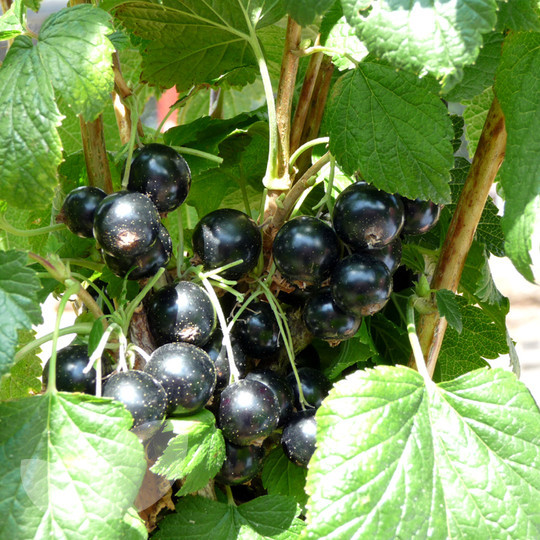 Blackcurrant Ben Connan