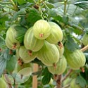 Gooseberry Collection Of 3 Bushes Saving £2.70