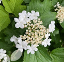 Viburnum Opulus (Guelder-Rose)