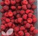 Japanese Wineberry