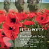 Field Poppy Papaver rhoeas