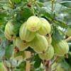 Gooseberry Collection Of 3 Bushes Saving £2.70