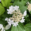 Viburnum Opulus (Guelder-Rose)