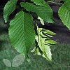 Carpinus Betulus (Hornbeam)